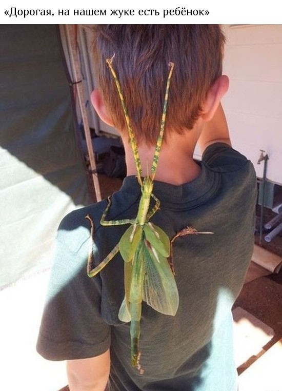 В Австралию ни ногой (20 фото)