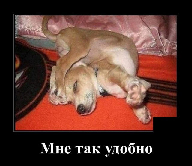 Новые демотиваторы про котов, девушек и идиотов Новые демотиваторы про котов, девушек и идиотов