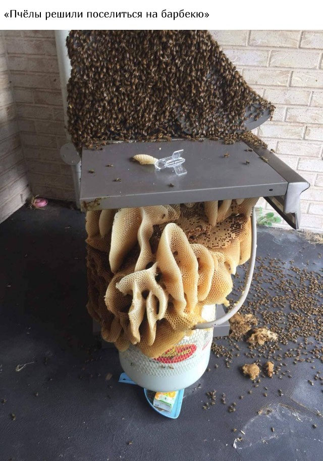 В Австралию ни ногой (20 фото)