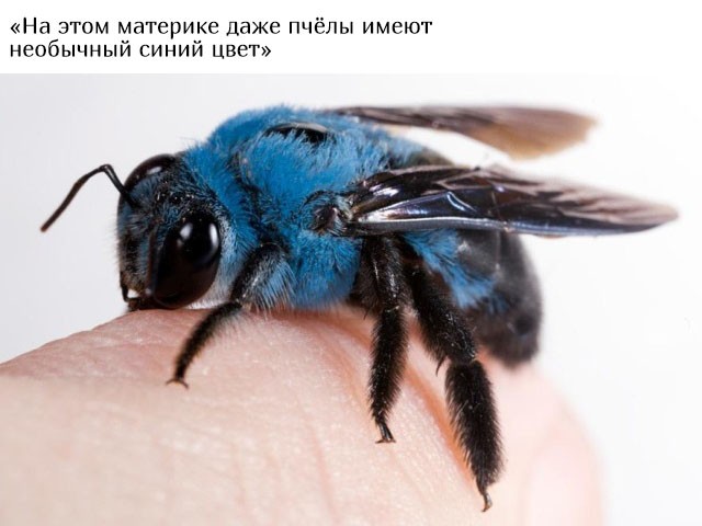 В Австралию ни ногой (20 фото)