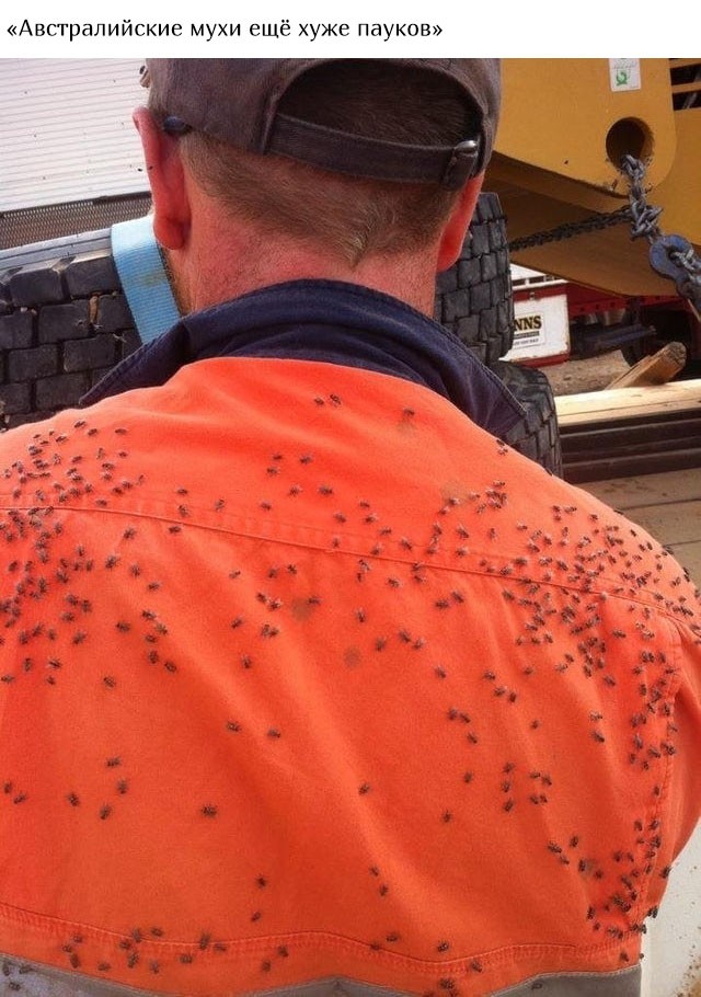 В Австралию ни ногой (20 фото)