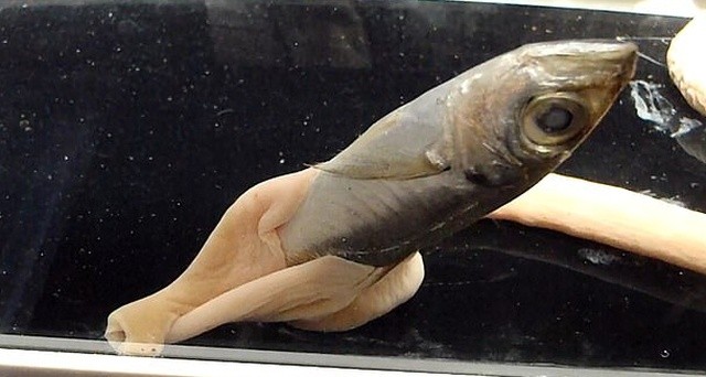 В Японии живут 70-сантиметровые черви (5 фото + видео)