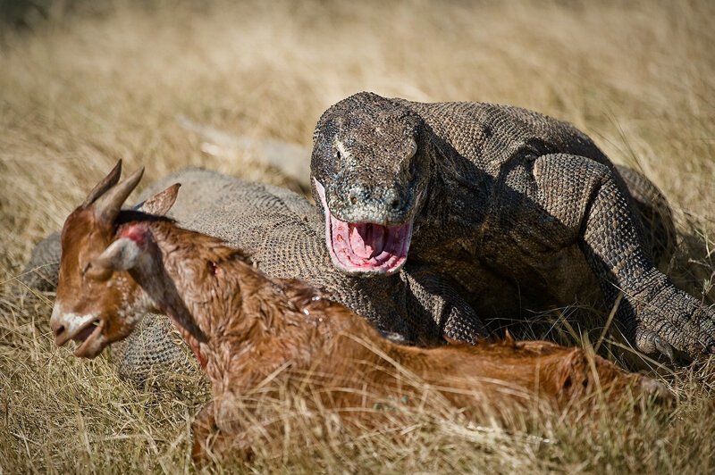 Комодский Дракон: Ешь своих, или съедят тебя (13 фото) Комодский Дракон: Ешь своих, или съедят тебя (13 фото)