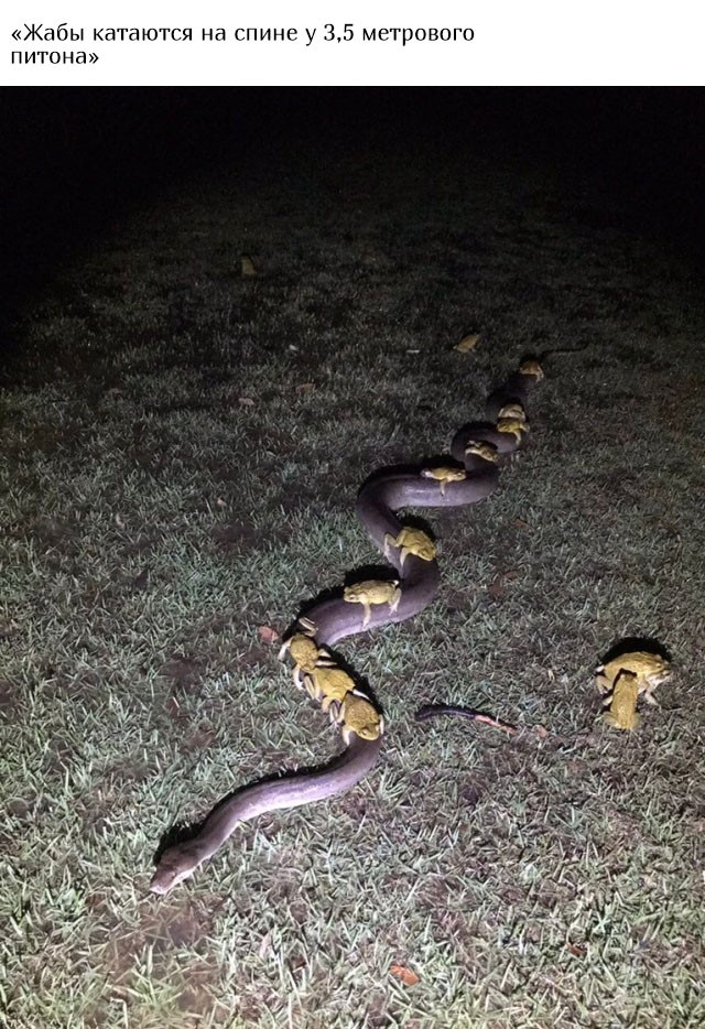 В Австралию ни ногой (20 фото)