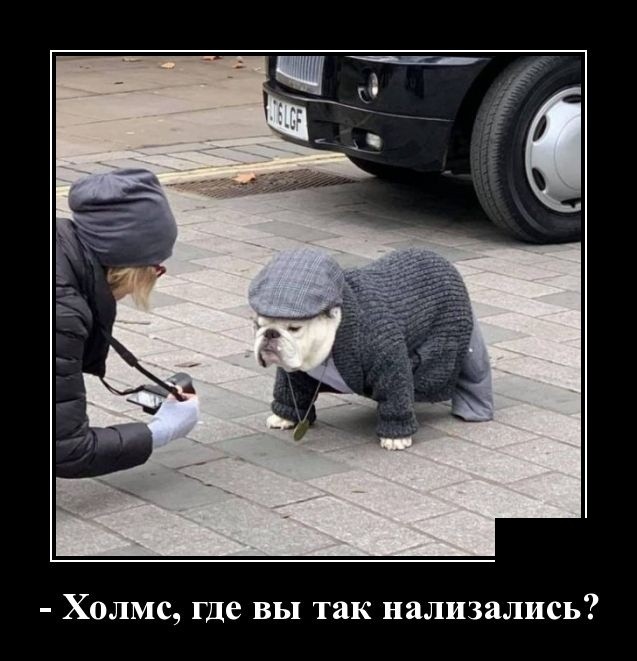 Новые демотиваторы про котов, девушек и идиотов Новые демотиваторы про котов, девушек и идиотов