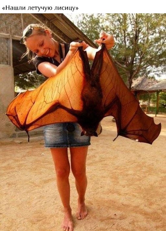 В Австралию ни ногой (20 фото)