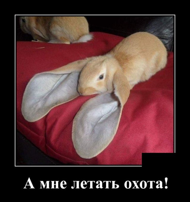 Новые демотиваторы про котов, девушек и идиотов Новые демотиваторы про котов, девушек и идиотов