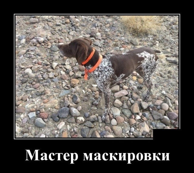 Июльские демотиваторы 2019 года - новое, смешное и свежее