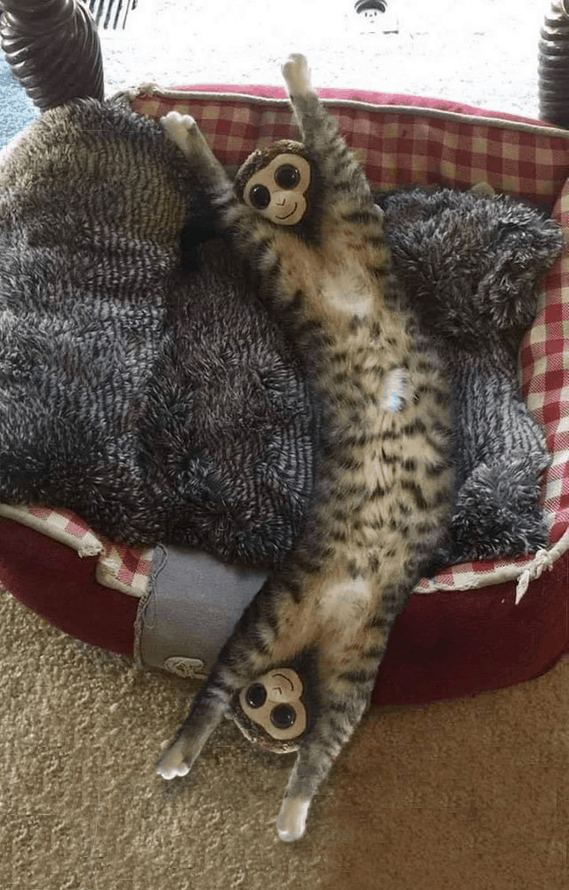 Кот и игрушечная обезьянка запустили новый масштабный фотошоп-батл в соцсетях (12 фото)