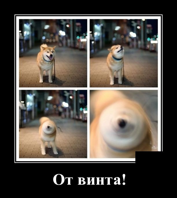 Новые демотиваторы про котов, девушек и идиотов Новые демотиваторы про котов, девушек и идиотов