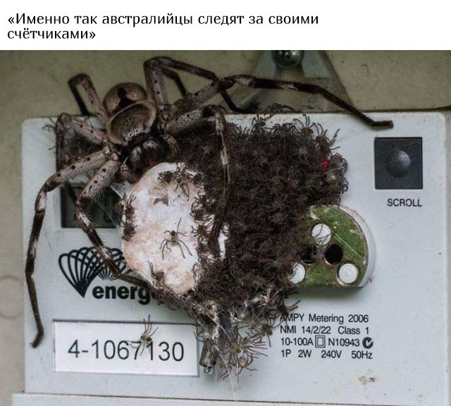 В Австралию ни ногой (20 фото)