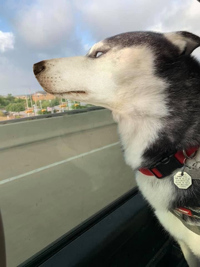 Хаски высунулся в окно и стал героем фотошоп-батла (15 фото)