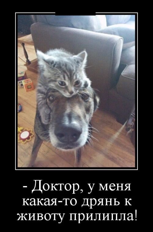 Прикольные демотиваторы (30 фото) Прикольные демотиваторы (30 фото)