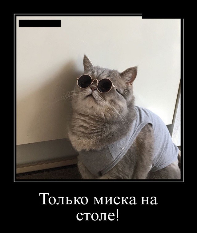 Демотиваторы про животных: котов, медведей и не только Демотиваторы про животных: котов, медведей и не только