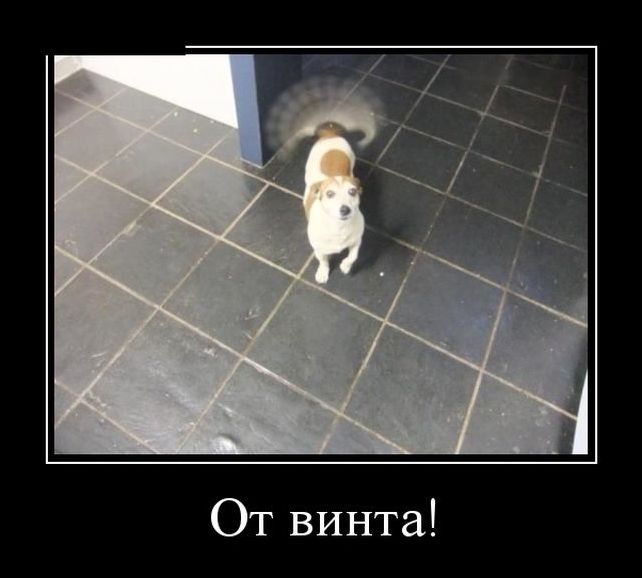 Новые и свежие демотиваторы, август 2019г. (22 фото)