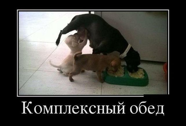 Угарные демотиваторы (29 фото)