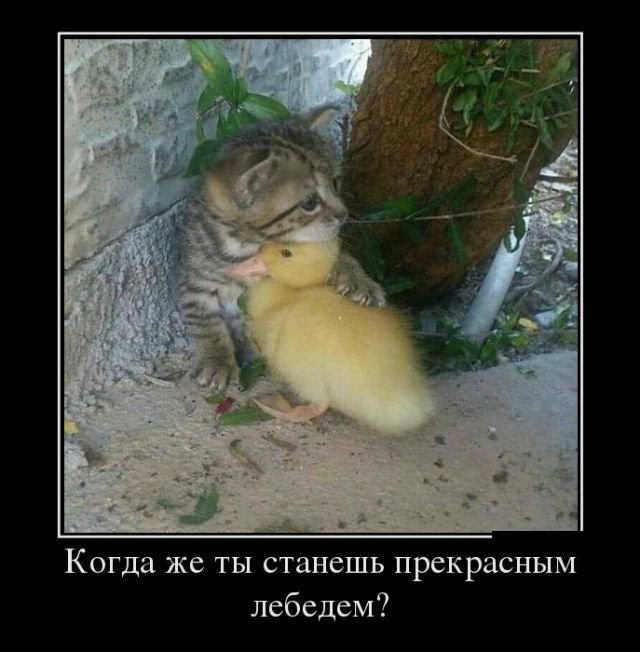 Прикольные картинки демотиваторы (30 фото) Прикольные картинки демотиваторы (30 фото)