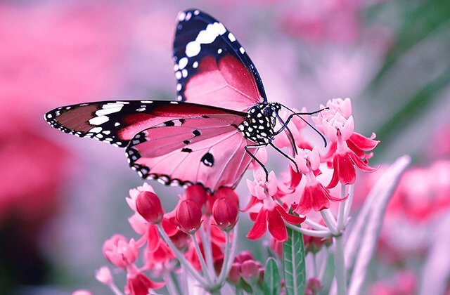 Самые неожиданные находки таможенников (9 фото) Самые неожиданные находки таможенников (9 фото)