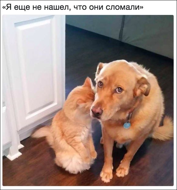 Убойные мемы и прикольные фото (30 фото)