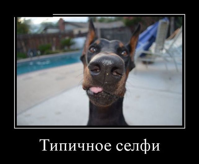 Новые и свежие демотиваторы, август 2019г. (22 фото)