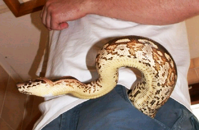 Самые неожиданные находки таможенников (9 фото) Самые неожиданные находки таможенников (9 фото)