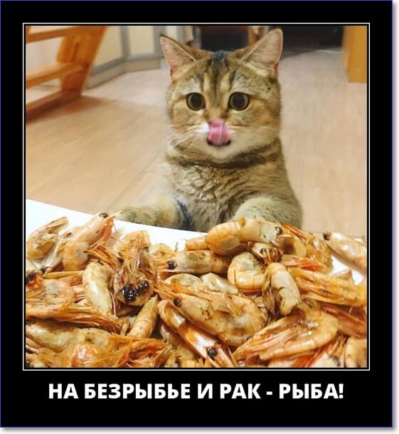 Новые демотиваторы 2019 года