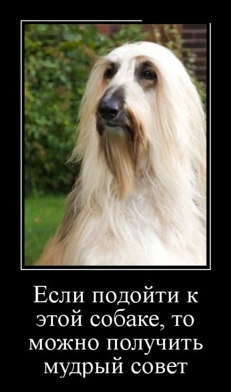 Новые и свежие демотиваторы, август 2019г. (22 фото)