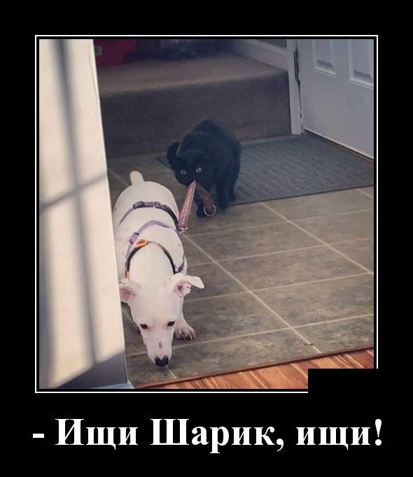 Забавные демотиваторы июля 2019 года Забавные демотиваторы июля 2019 года