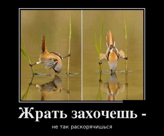 Свежие российские демотиваторы 2019 (30 фото)