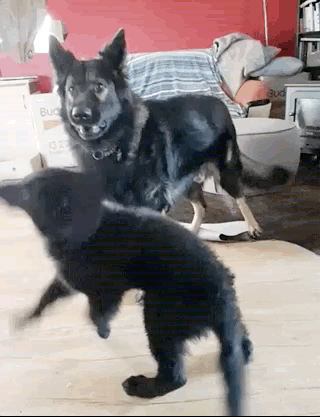 Полная синхронизация (14 гифок)