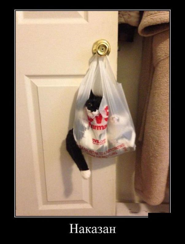 Новые и свежие демотиваторы, август 2019г. (22 фото)