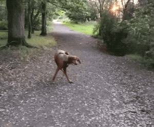 Это было действительно неожиданно (18 гифок)