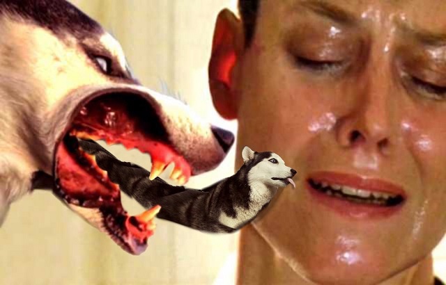 Хаски высунулся в окно и стал героем фотошоп-батла (15 фото)