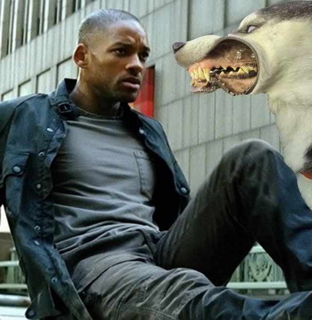 Хаски высунулся в окно и стал героем фотошоп-батла (15 фото)