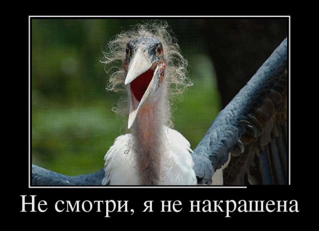 Прикольные демотиваторы (30 фото) Прикольные демотиваторы (30 фото)