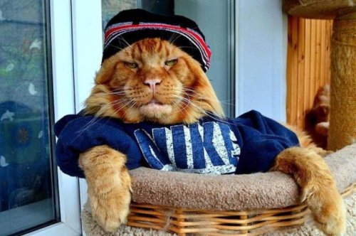 Свежая подборка прикольных мемов (33 картинки)