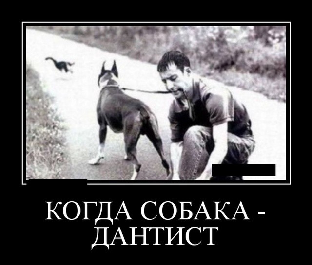 Демотиваторы про животных: котов, медведей и не только Демотиваторы про животных: котов, медведей и не только