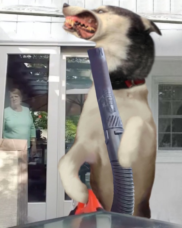 Хаски высунулся в окно и стал героем фотошоп-батла (15 фото)
