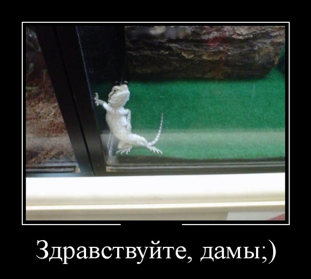 Смешные и свежие демотиваторы (30 демок)