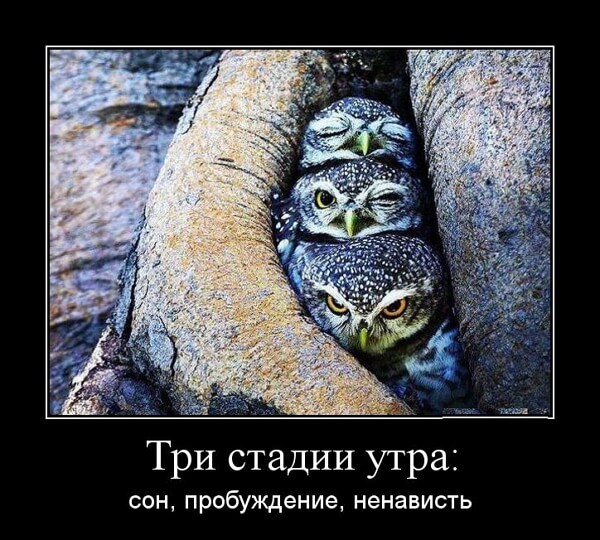 Демотиваторы доброе утро Демотиваторы доброе утро