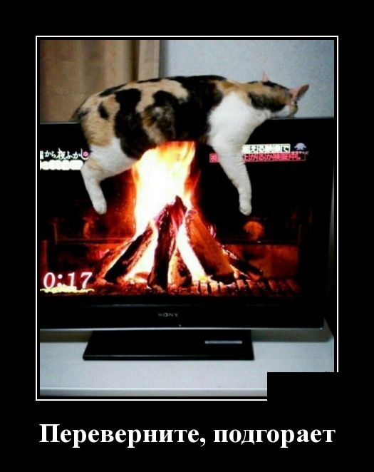 Свежие демотиваторы 19 сентября 2019 (30 картинок с надписями)