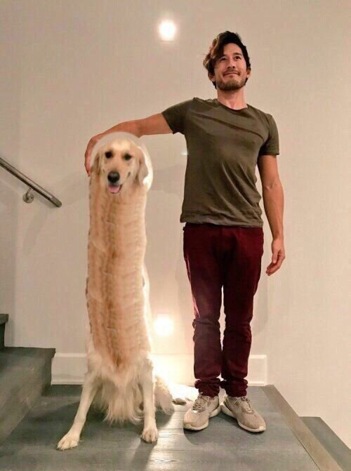 Блогер попросил подписчиков зафотошопить их с собакой, как на картинке, но те устроили смехопанораму (22 фото) Блогер попросил подписчиков зафотошопить их с собакой, как на картинке, но те устроили смехопанораму (22 фото)