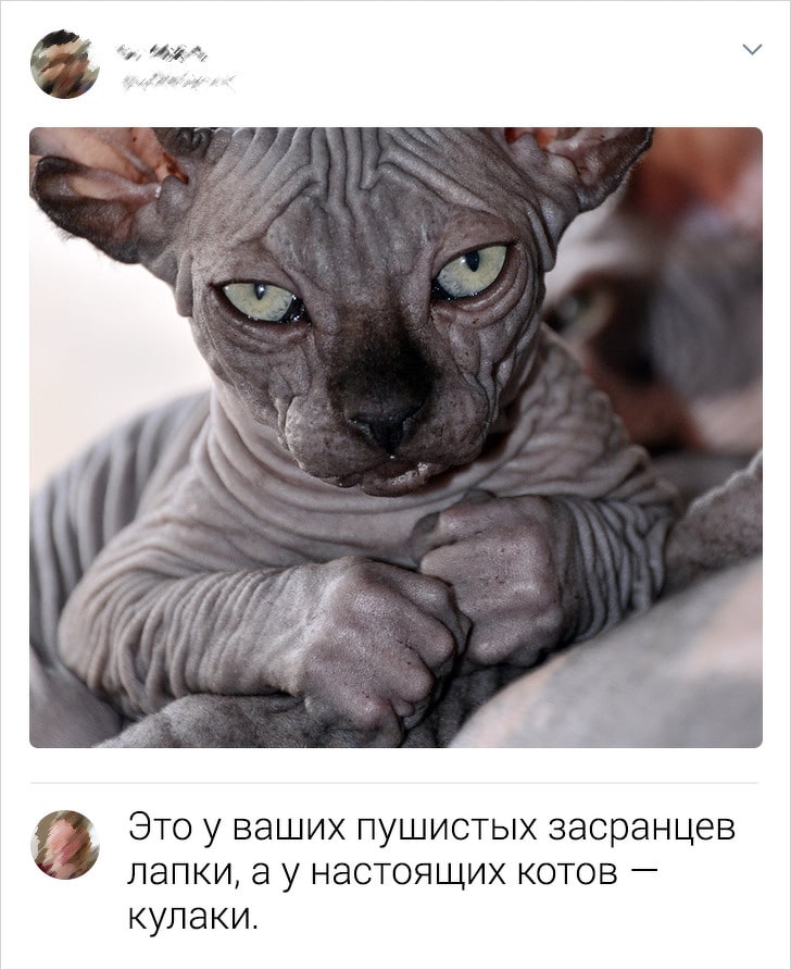 Забавные комменты от пользователей сети с интересными взглядами на мир (16 фото)