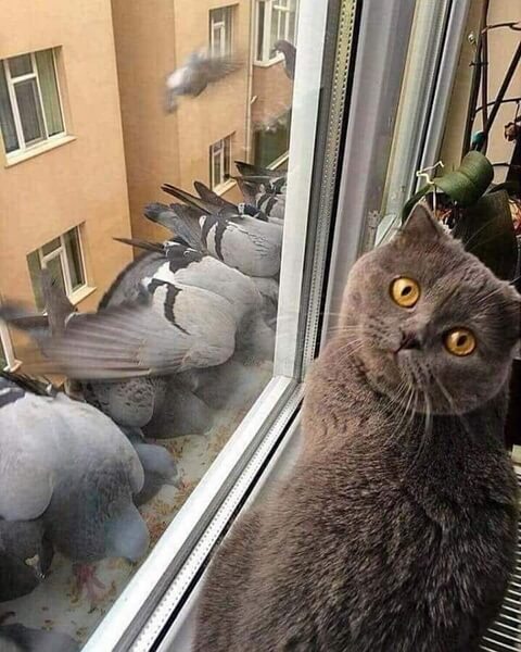 Демотиваторы 2019 года