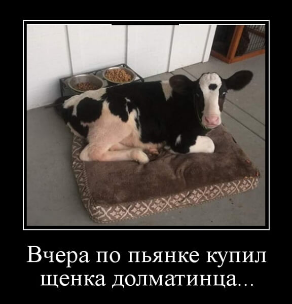 Демотиваторы 2019 года