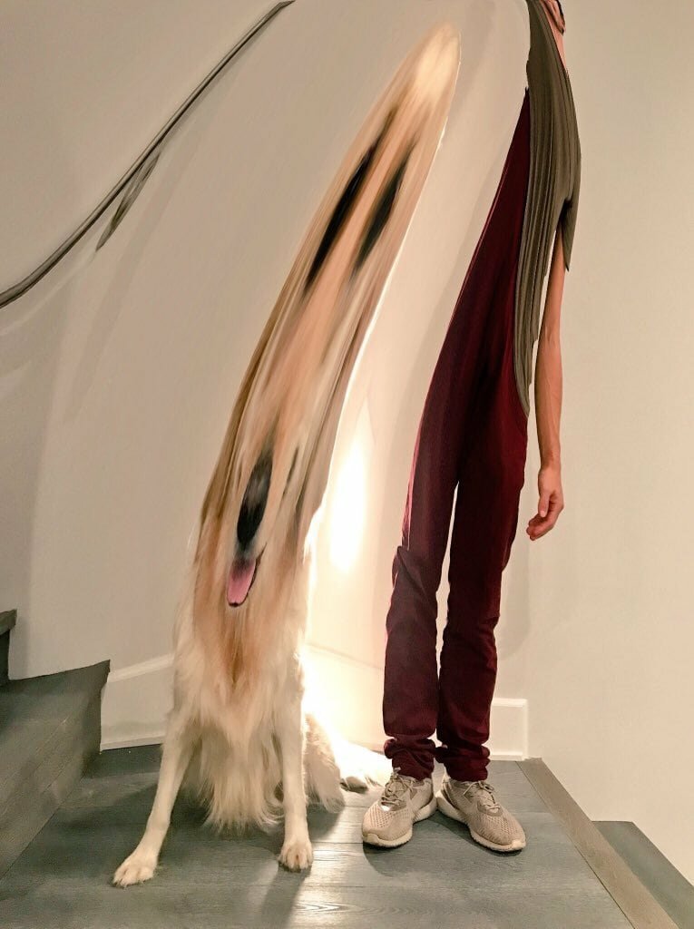 Блогер попросил подписчиков зафотошопить их с собакой, как на картинке, но те устроили смехопанораму (22 фото) Блогер попросил подписчиков зафотошопить их с собакой, как на картинке, но те устроили смехопанораму (22 фото)