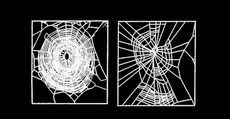 Паутина, которую плетут пауки под кайфом (6 фото)