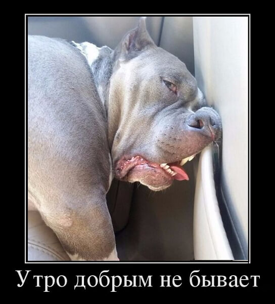 Демотиваторы доброе утро Демотиваторы доброе утро