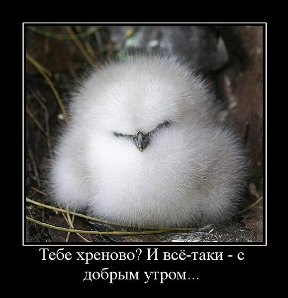 Демотиваторы доброе утро Демотиваторы доброе утро