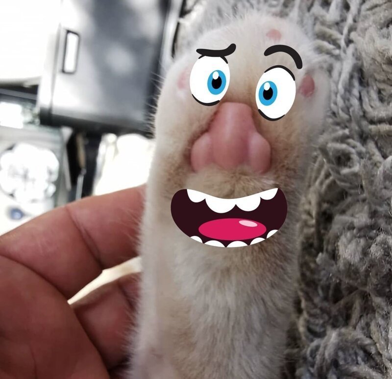 В сети обнаружили, что у котов на лапках человеческие носы (8 фото)